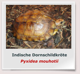 Indische Dornschildkröte Pyxidea mouhotii