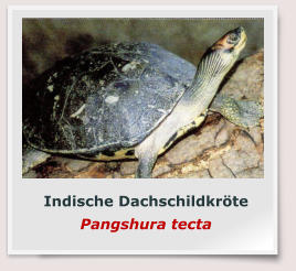 Indische Dachschildkröte Pangshura tecta
