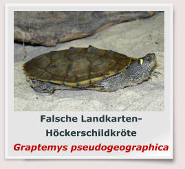 Falsche Landkarten- Höckerschildkröte Graptemys pseudogeographica