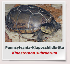 Pennsylvania-Klappschildkröte Kinosternon subrubrum