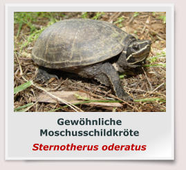 Gewöhnliche Moschusschildkröte Sternotherus oderatus