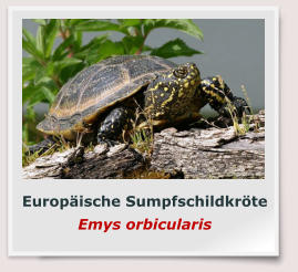 Europäische Sumpfschildkröte Emys orbicularis