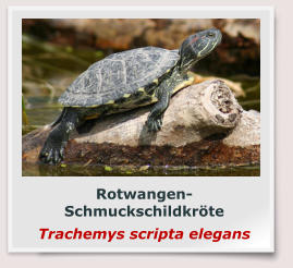 Rotwangen-Schmuckschildkröte Trachemys scripta elegans