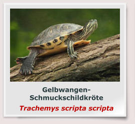 Gelbwangen-Schmuckschildkröte Trachemys scripta scripta