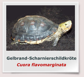 Gelbrand-Scharnierschildkröte Cuora flavomarginata