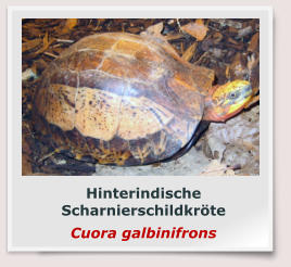 Hinterindische Scharnierschildkröte Cuora galbinifrons