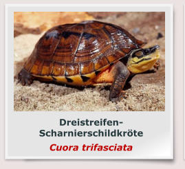 Dreistreifen-Scharnierschildkröte Cuora trifasciata