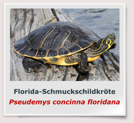 Florida-Schmuckschildkröte Pseudemys concinna floridana