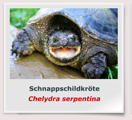 Schnappschildkröte Chelydra serpentina