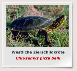 Westliche Zierschildkröte Chrysemys picta belli