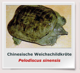 Chinesische Weichschildkröte Pelodiscus sinensis