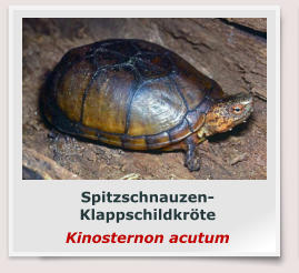 Spitzschnauzen-Klappschildkröte Kinosternon acutum