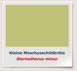 Kleine Moschusschildkröte Sternotherus minor