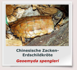 Chinesische Zacken-Erdschildkröte Geoemyda spengleri