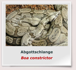 Abgottschlange Boa constrictor