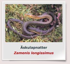 Äskulapnatter Zamenis longissimus