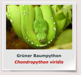Grüner Baumpython Chondropython viridis
