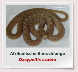 Afrikanische Eierschlange Dasypeltis scabra