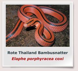 Rote Thailand Bambusnatter Elaphe porphyracea coxi