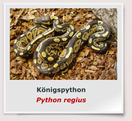 Königspython Python regius