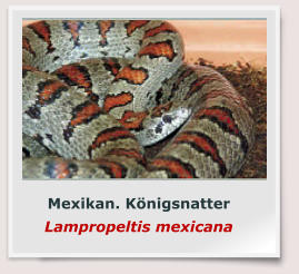 Mexikan. Königsnatter Lampropeltis mexicana