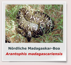 Nördliche Madagaskar-Boa Arantophis madagascariensis