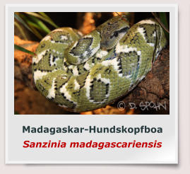 Madagaskar-Hundskopfboa Sanzinia madagascariensis