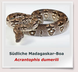 Südliche Madagaskar-Boa Acrantophis dumerili