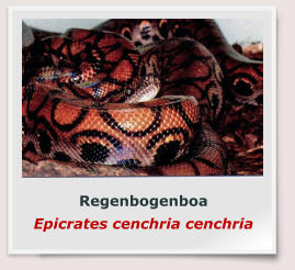 Regenbogenboa Epicrates cenchria cenchria
