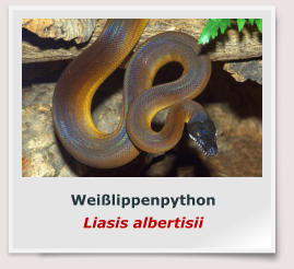 Weißlippenpython Liasis albertisii