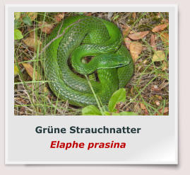 Grüne Strauchnatter Elaphe prasina