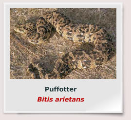 Puffotter Bitis arietans