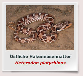 Östliche Hakennasennatter Heterodon platyrhinos