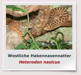 Westliche Hakennasennatter Heterodon nasicus