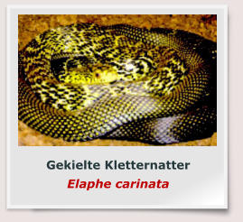 Gekielte Kletternatter Elaphe carinata