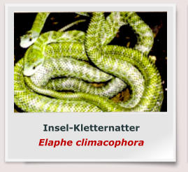 Insel-Kletternatter Elaphe climacophora