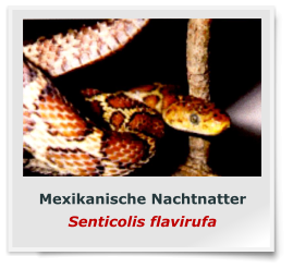 Mexikanische Nachtnatter Senticolis flavirufa