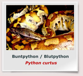 Buntpython / Blutpython  Python curtus