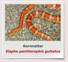 Kornnatter Elaphe pantherophis guttatus