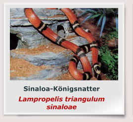 Sinaloa-Königsnatter Lampropelis triangulum sinaloae
