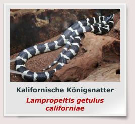 Kalifornische Königsnatter Lampropeltis getulus californiae