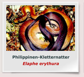 Philippinen-Kletternatter Elaphe erythura